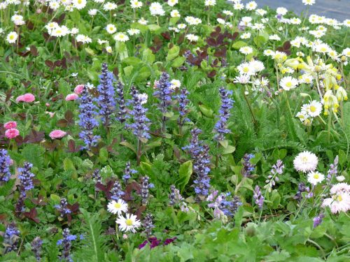 Spring combo T-lawn
