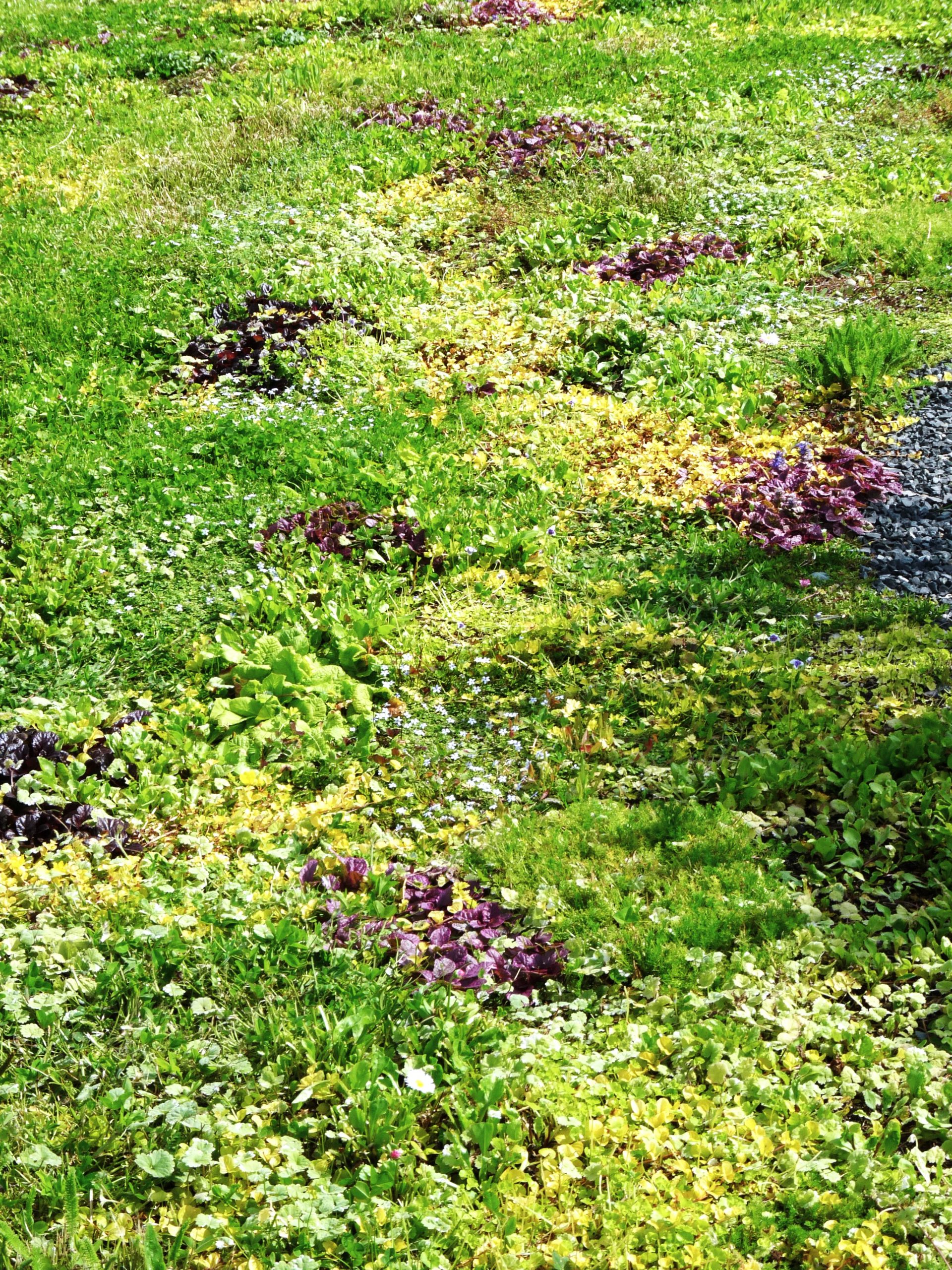 Another August T-lawn