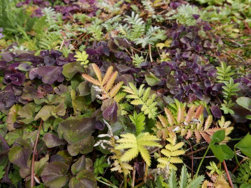Late autumn foliage