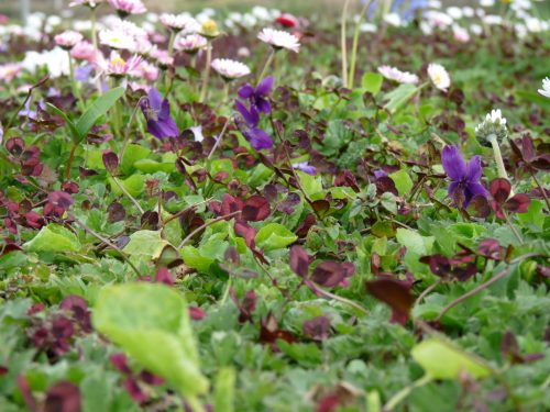 Spring combo T-lawn
